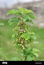 Attēlu rezultāti vaicājumam “Ribes spicatum”