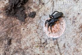 Attēlu rezultāti vaicājumam “Gnaphosidae”