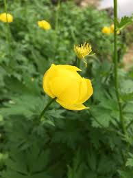 Attēlu rezultāti vaicājumam “Trollius europaeus fruit”
