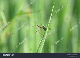 Attēlu rezultāti vaicājumam “Tibellus oblongus”