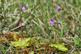 Attēlu rezultāti vaicājumam “Pinguicula vulgaris flower”