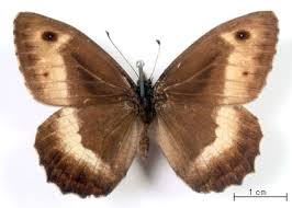 Attēlu rezultāti vaicājumam “Hipparchia alcyone”