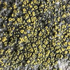 Attēlu rezultāti vaicājumam “Candelariella sp.”