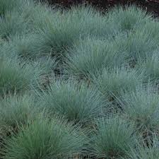 Attēlu rezultāti vaicājumam “Festuca ovina fruit”