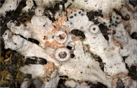 Attēlu rezultāti vaicājumam “Erythricium aurantiacum”