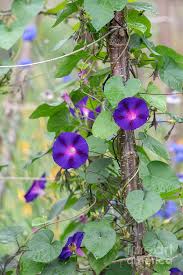 Image result for Ipomoea purpurea