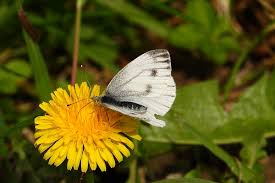 Attēlu rezultāti vaicājumam “Pieris napi male”