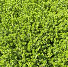 Attēlu rezultāti vaicājumam “Sedum sexangulare”