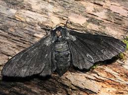 Attēlu rezultāti vaicājumam “Biston betularia”