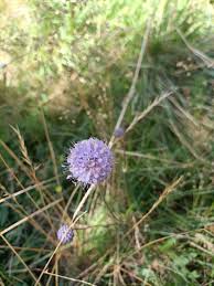 Image result for Succisella inflexa