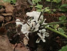 Attēlu rezultāti vaicājumam “Sebacina incrustans”