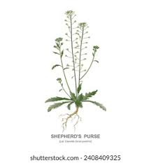 Attēlu rezultāti vaicājumam “Capsella bursa-pastoris flower”