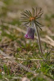 Attēlu rezultāti vaicājumam “Pulsatilla pratensis flower”