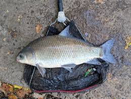 Image result for Mylopharodon conocephalus