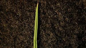 Attēlu rezultāti vaicājumam “Poa trivialis leaf”