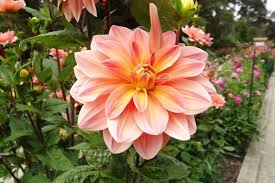 Image result for Dahlia x pinnata `Redskin`