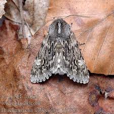 Attēlu rezultāti vaicājumam “Brachionycha nubeculosa”