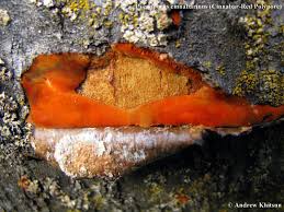 Attēlu rezultāti vaicājumam “Pycnoporus cinnabarinus”