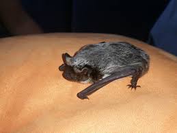 Attēlu rezultāti vaicājumam “Vespertilio murinus”