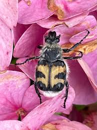 Attēlu rezultāti vaicājumam “Trichius fasciatus imago”