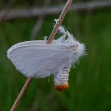 Attēlu rezultāti vaicājumam “Euproctis similis”