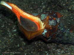 Image result for Triplofusus giganteus