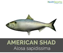 Image result for Alosa sapidissima