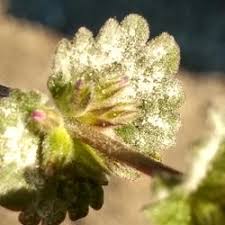 Attēlu rezultāti vaicājumam “Erysiphe galeopsidis”