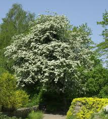 Attēlu rezultāti vaicājumam “Crataegus”