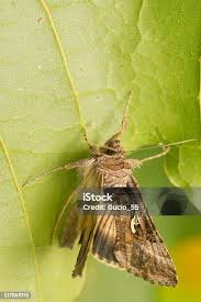 Attēlu rezultāti vaicājumam “Tholera decimalis female”