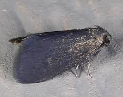 Attēlu rezultāti vaicājumam “Psyche casta”