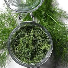 Image result for Dill