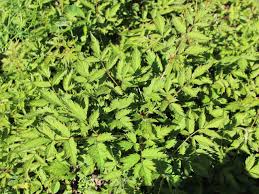 Attēlu rezultāti vaicājumam “Astilbe chinensis leaf”