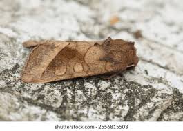 Attēlu rezultāti vaicājumam “Hydraecia micacea”