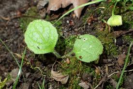 Attēlu rezultāti vaicājumam “Telekia speciosa leaf”