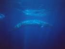 http://images.nationalgeographic.com/wpf/media-live/photos/000/004/cache/blue-whale_477_600x450.jpg
