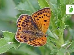 Attēlu rezultāti vaicājumam “Lycaena virgaureae underside”