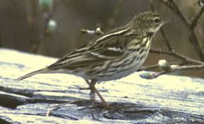 Image result for Anthus gustavi