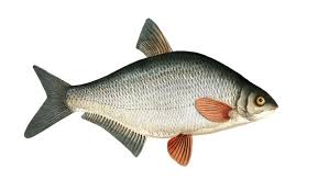 Image result for Blicca bjoerkna