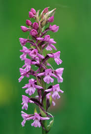 Attēlu rezultāti vaicājumam “Gymnadenia conopsea”
