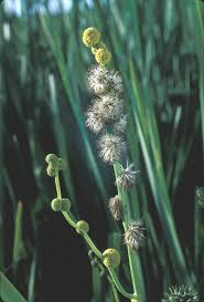 Attēlu rezultāti vaicājumam “Sparganium neglectum fruit”