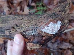 Attēlu rezultāti vaicājumam “Amaurochaete atra spores”