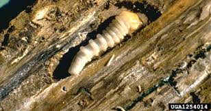 Attēlu rezultāti vaicājumam “Euura brevicornis larva”