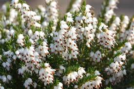 Attēlu rezultāti vaicājumam “Erica x darleyensis”