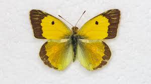 Attēlu rezultāti vaicājumam “Colias croceus”