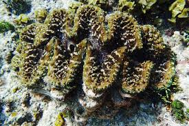 Image result for tridacna