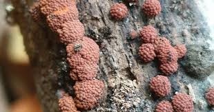 Attēlu rezultāti vaicājumam “Hypoxylon fragiforme / howeianum”