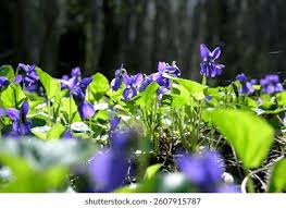 Image result for Veilchen