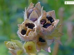 Attēlu rezultāti vaicājumam “Polemonium caeruleum bud”