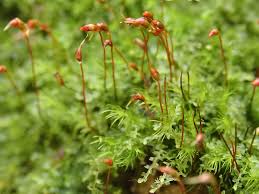 Attēlu rezultāti vaicājumam “Dicranella staphylina”